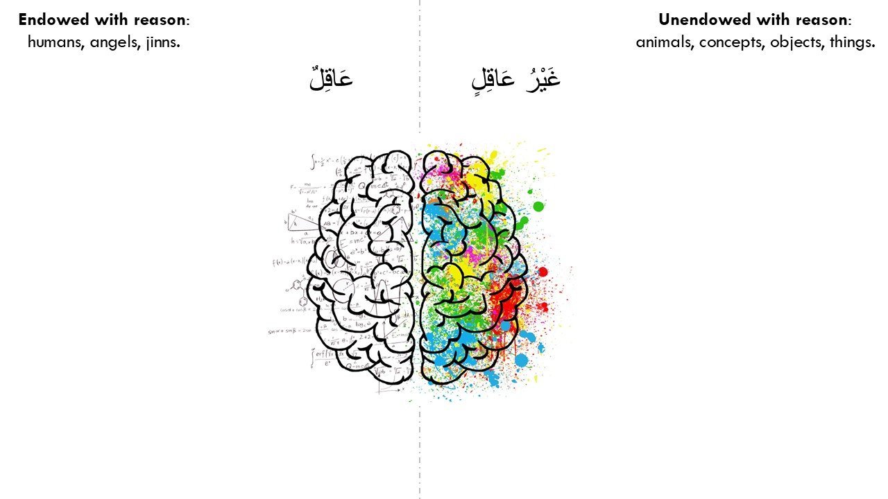 Illustration explaining the distinction between reasoned and non-reasoned nouns in Arabic grammar